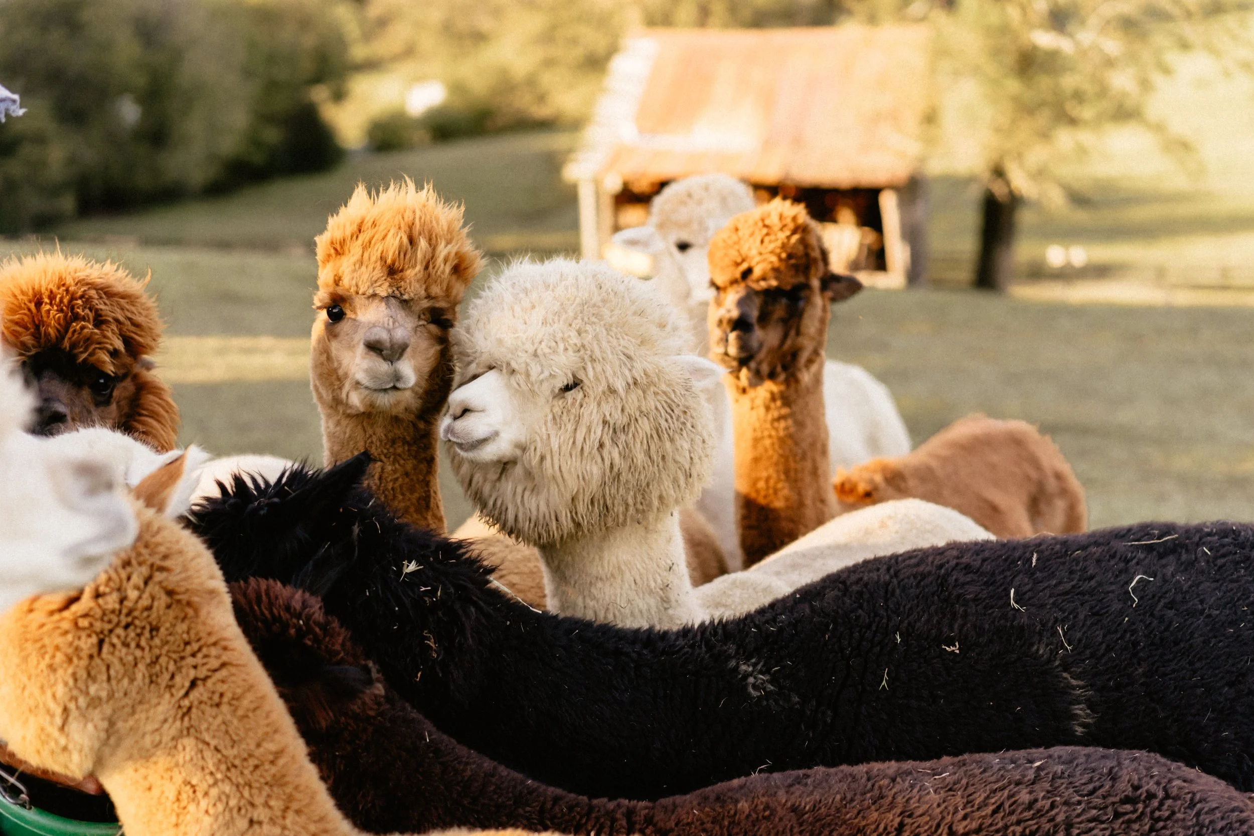Coleman Valley Alpaca Farm | Unleash Alpaca Magic